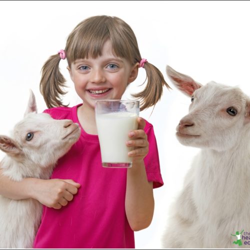 Benefits Of Sheep Milk Compared With Other Types Of Dairy Healthy