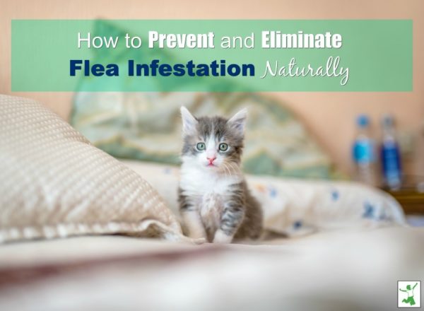 Natural Flea Infestation Solutions - Healthy Home Economist