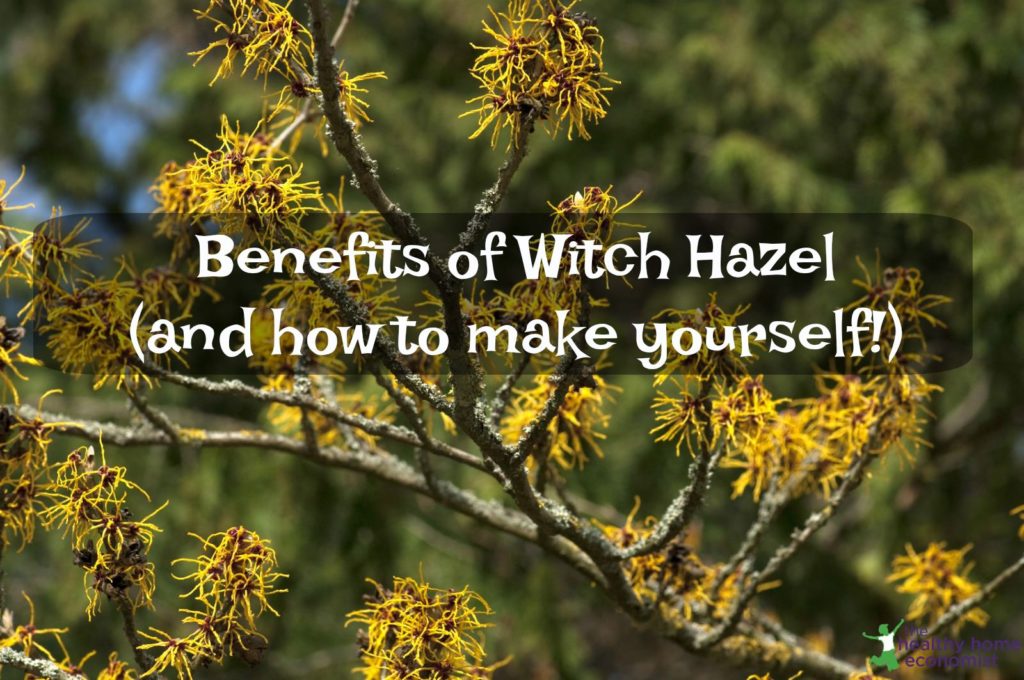 12 Practical Benefits And Uses Of Witch Hazel How To Make Yourself