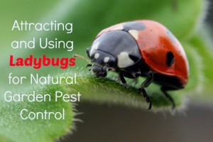 Using Ladybugs for Garden Pest Control | Healthy Home Economist