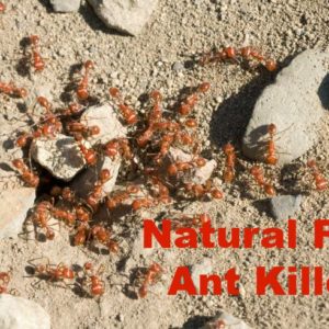 Natural Flea Infestation Solutions - Healthy Home Economist