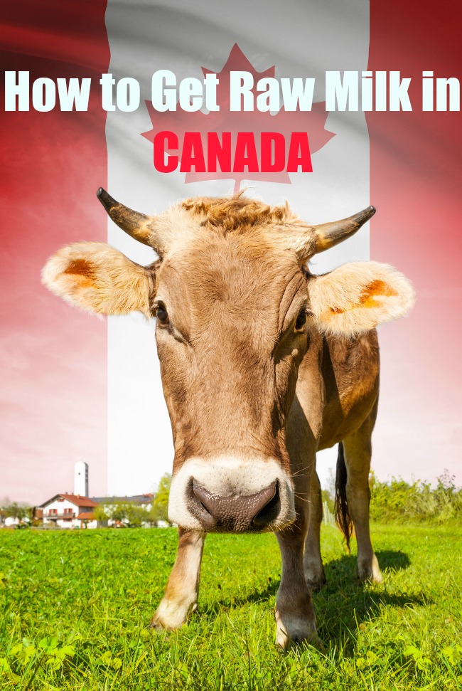 How To Legally Get Raw Milk In Canada Healthy Home