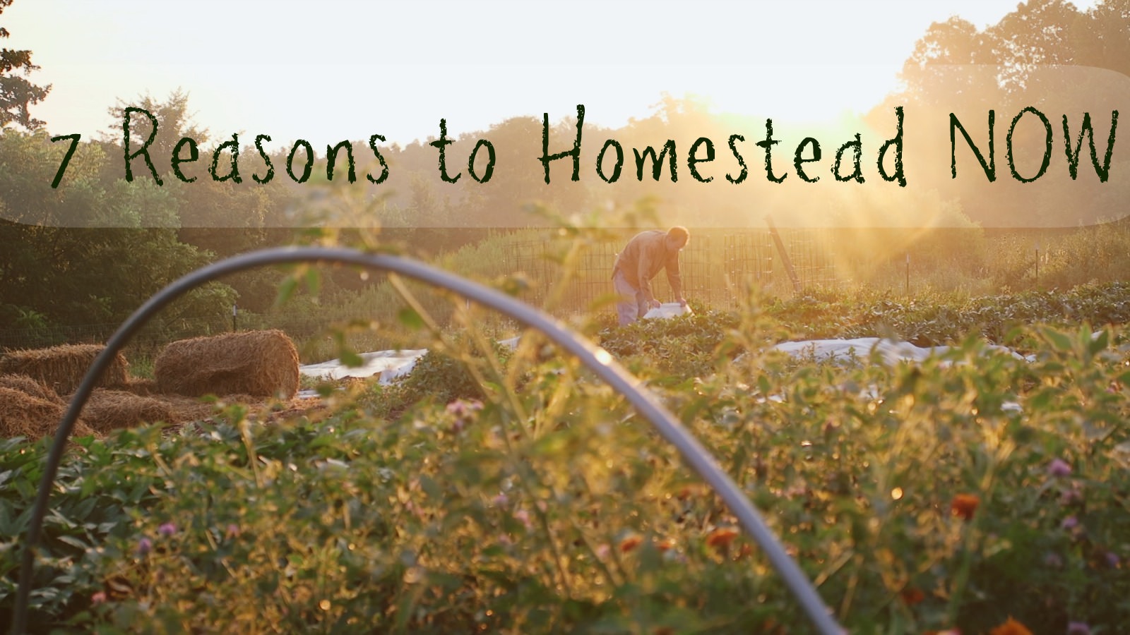 7-reasons-to-homestead-why-self-sufficiency-is-the-best-safety-net