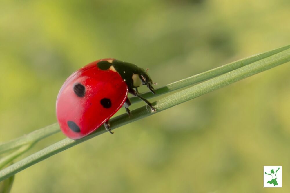 pest-control-healthy-home-economist