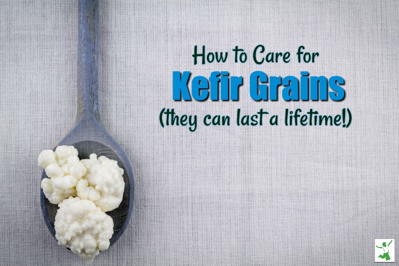 How to Care for Live Kefir Grains