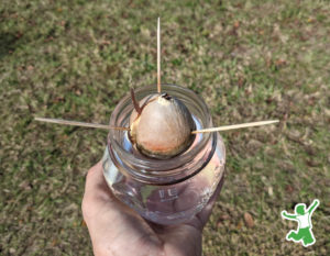 How to Sprout an Avocado Pit (to grow a fruit-producing tree ...