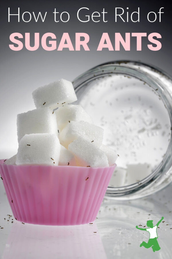 How To Get Rid Of Sugar Ants Healthy Home Economist   DIY Sugar Ant Traps 600x901 