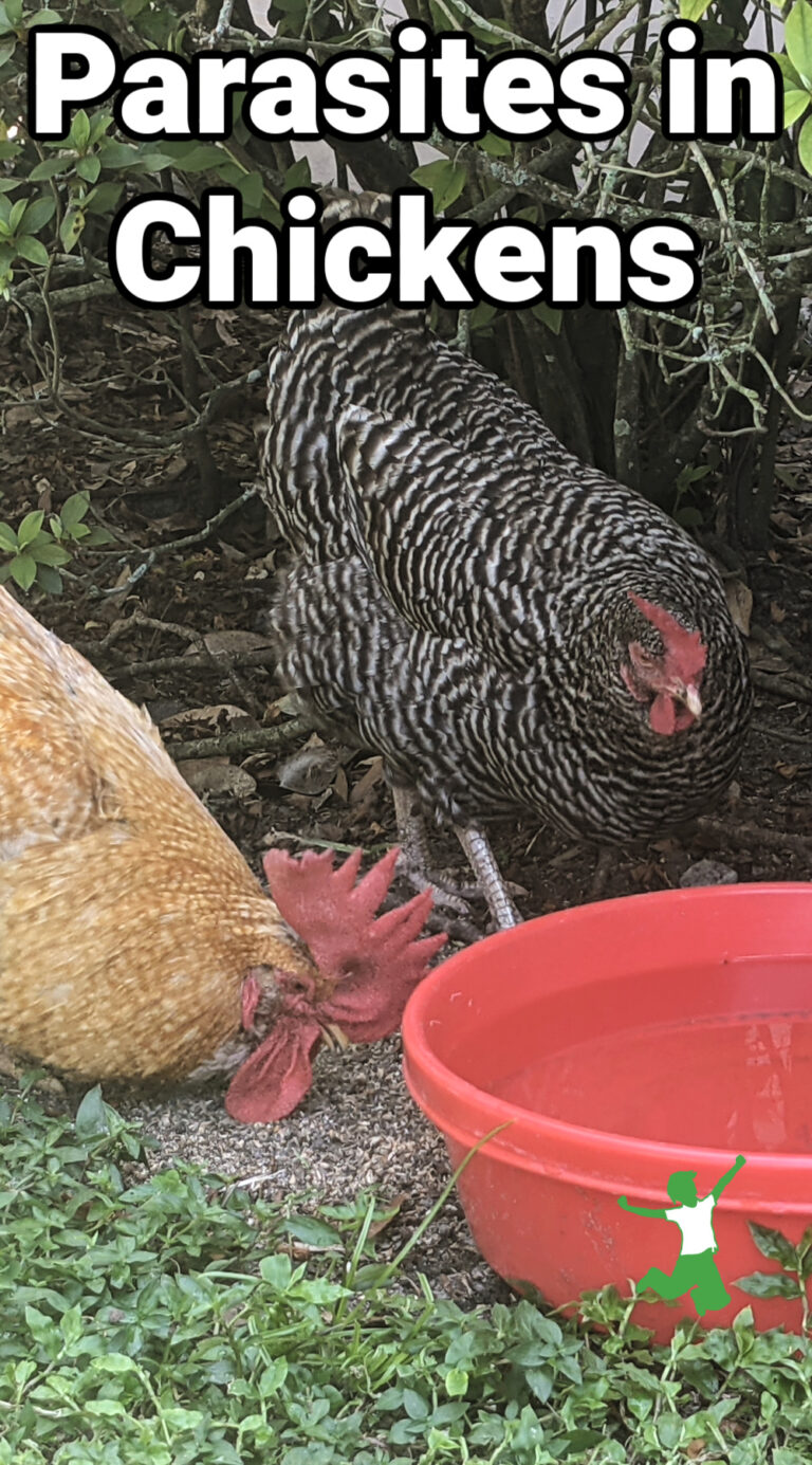 Treating Parasites In Layer Chickens | Healthy Home Economist