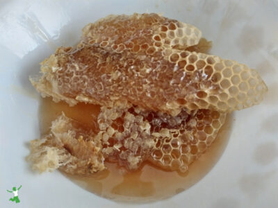 raw honey with intact honeycomb from backyard beehive in white bowl