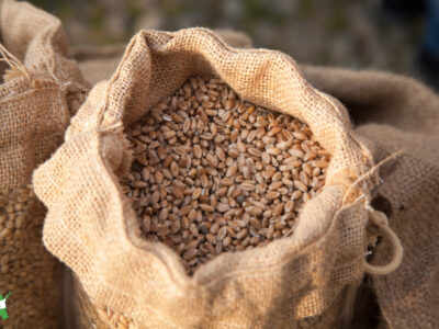 ancient grains mixed in burlap bag for baking