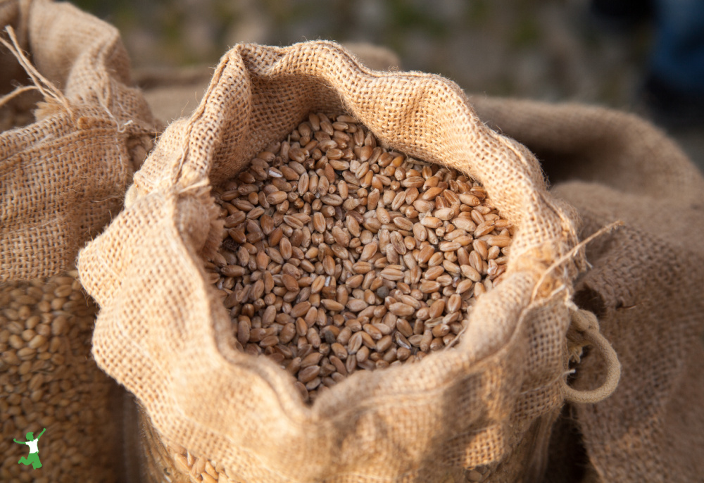 ancient grains baking mix in burlap bag for fresh grinding