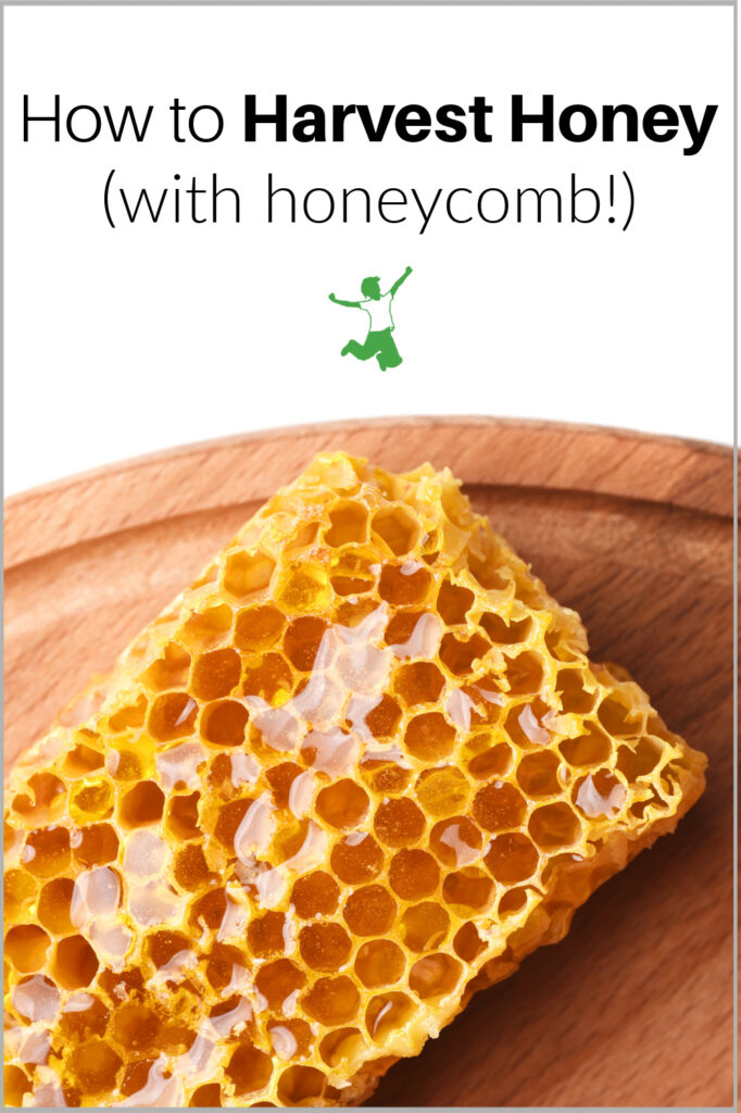 raw honey with honeycomb harvested from beehive on wooden board