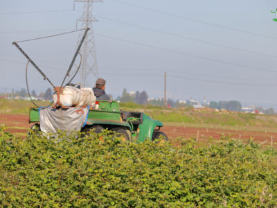 farmer spraying Roundup on crops ready for harvest