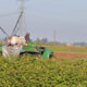 farmer spraying Roundup on crops ready for harvest