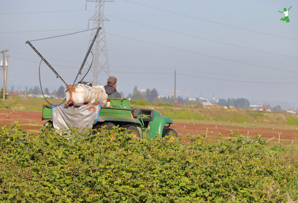 farmer spraying Roundup on crops ready for harvest