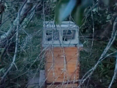 beehive with tree fallen on it during a hurricane