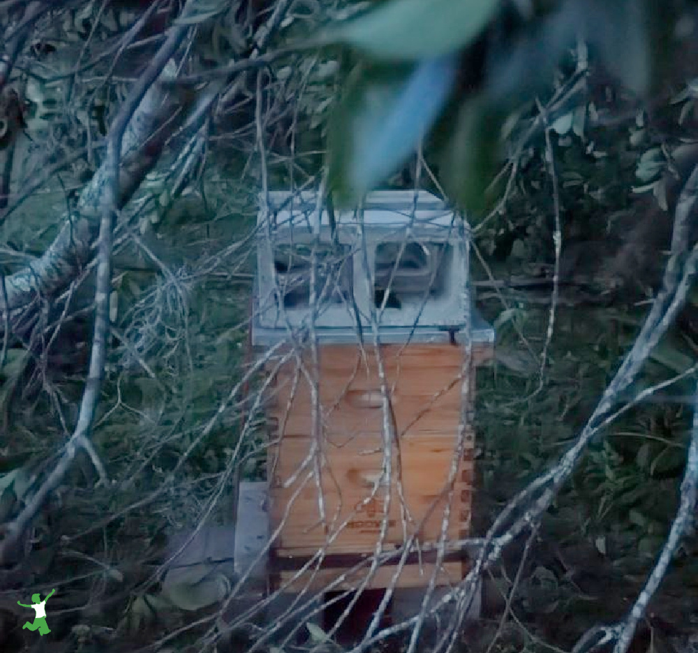 beehive with a fallen tree from a hurricane