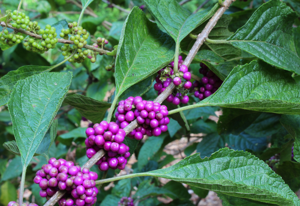 american beautyberries on stem